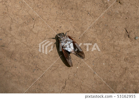 The dead body of a wolf The dead body of a wolf 53162955