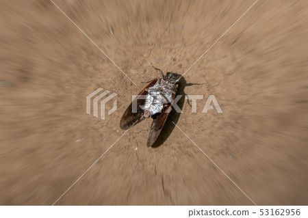 The dead body of a wolf The dead body of a wolf 53162956