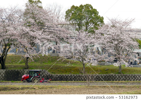 Cherry blossoms and cemetery and tractor in full bloom 53162973