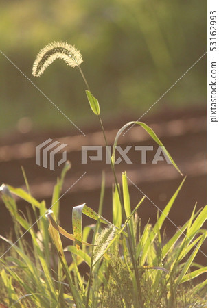 A cat at night 53162993