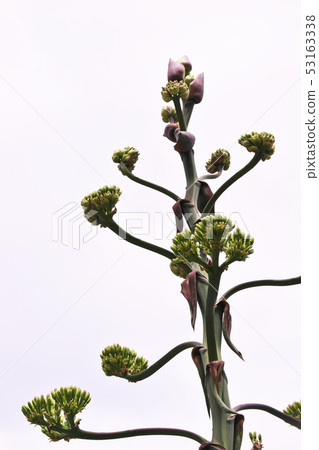 Rosewood rose and flowers Rosewood rose and flowers 53163338