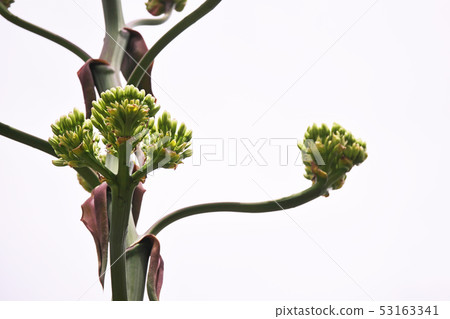 玫瑰木玫瑰和鮮花 玫瑰木玫瑰和鮮花 53163341