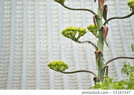 玫瑰木玫瑰和鮮花 53163547