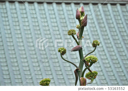 玫瑰木玫瑰和鮮花 53163552