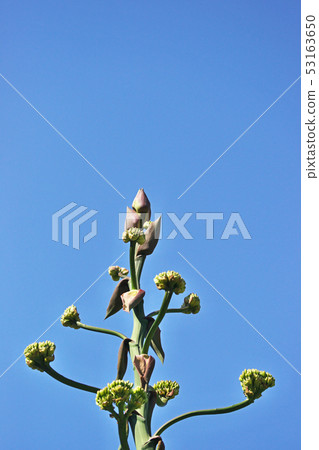 玫瑰木玫瑰和鮮花 53163650