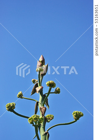 玫瑰木玫瑰和鮮花 玫瑰木玫瑰和鮮花 53163651