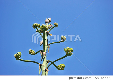 玫瑰木玫瑰和鮮花 53163652