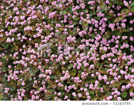 Himetsuru soba 53163795