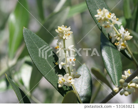 橄欖花 53163821