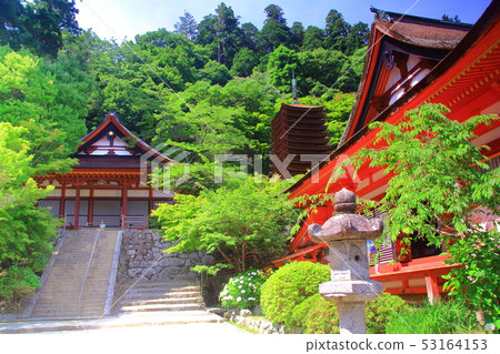 Fresh green of Nanzan Shrine (Sakurai City, Nara Prefecture) 53164153