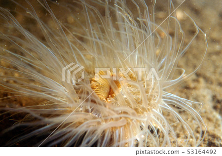 mouth of anemone 53164492