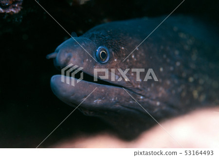 Moray watching 53164493