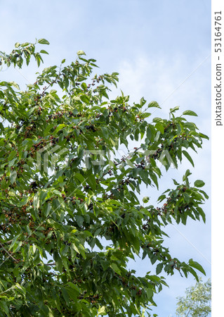 奧迪 奧迪 53164761