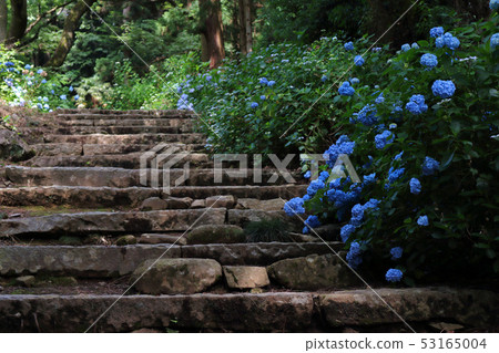浪漫的茨城(沿著古老的方式走向阿米基桑。在歷史感覺的石階上散步,繡球花會悄悄地歡迎你。) 浪漫的茨城(沿著古老的方式走向阿米基桑。在歷史感覺的石階上散步,繡球花會悄悄地歡迎你。) 53165004