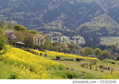 Kamisugatagata Park GW Nanohana Park Kamisugatagata Park GW Nanohana Park 53165246