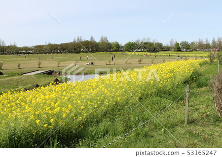 Kamisugatagata Park GW Nanohana Park 53165247
