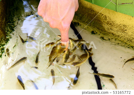 醫生魚 醫生魚 53165772