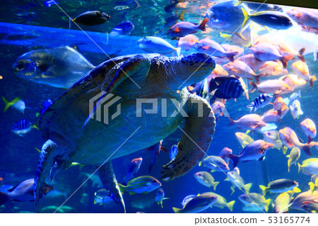 海龜 海龜 53165774