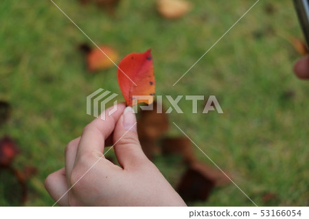 葉子染成紅色 53166054