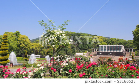 神戶玫瑰花園神戶市Suma Riku Park Rose 神戶玫瑰花園神戶市Suma Riku Park Rose 53166523