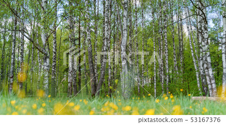 Photo of birch forest with yellow flowers Photo of birch forest with yellow flowers 53167376