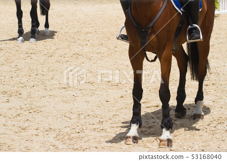 closeup of brown race horse foot 53168040