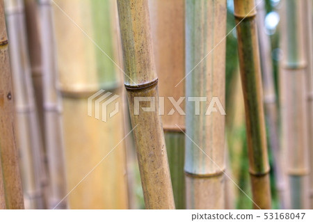 bamboo forest texture close up bamboo forest texture close up 53168047