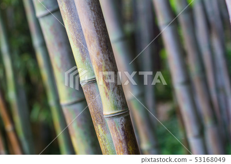 bamboo forest texture close up bamboo forest texture close up 53168049