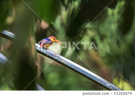 Black-backed Kingfisher on the branch Black-backed Kingfisher on the branch 53168974