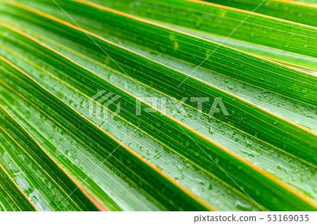 Close-up Palm leaves with striped a natural green 53169035