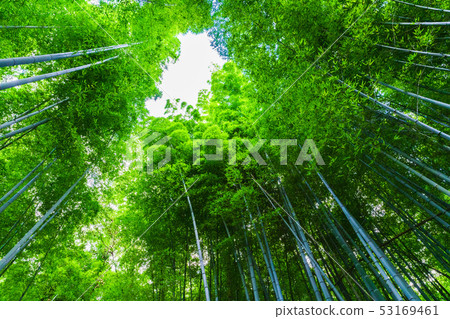 [日式圖像]京都的竹林 53169461
