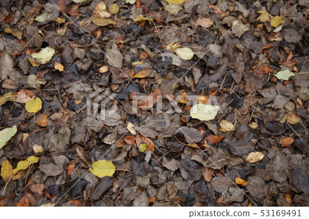 Fallen leaves on the ground Fallen leaves on the ground 53169491
