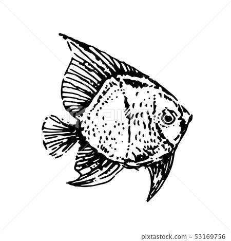 Vector Hand drawn sketch of fish illustration on white background Vector Hand drawn sketch of fish illustration on white background 53169756
