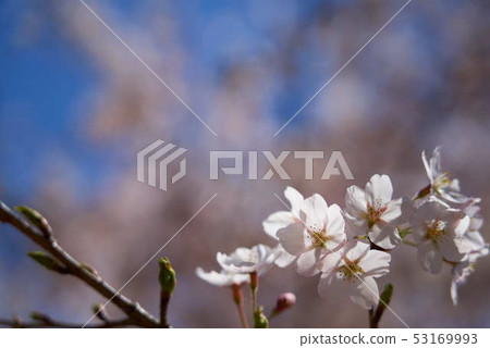 Utsunomiya Toyosato Mahoroba no Sato Satoyama 2019 Utsunomiya Toyosato Mahoroba no Sato Satoyama 2019 53169993