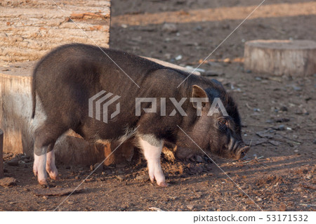Cute young vietnamese piggy is walking on the farm Cute young vietnamese piggy is walking on the farm 53171532