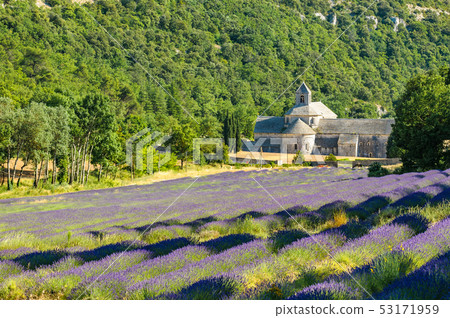 Abbey of Senanque and blooming lavender field, Abbey of Senanque and blooming lavender field, 53171959