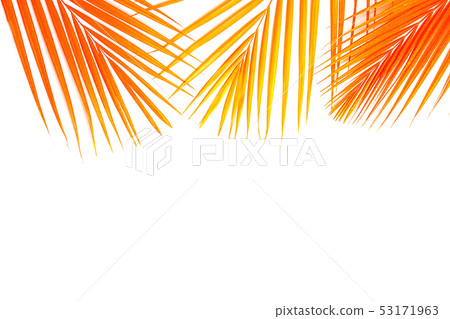 Tropical orange coral color palm leaves on white background. Tropical orange coral color palm leaves on white background. 53171963