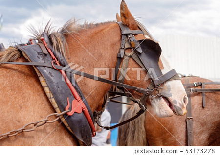 A Draught Horse In harness 53173278
