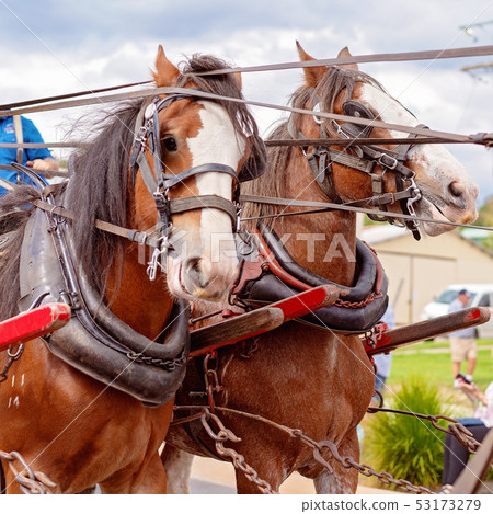 Two Draught Horses In Harness 53173279