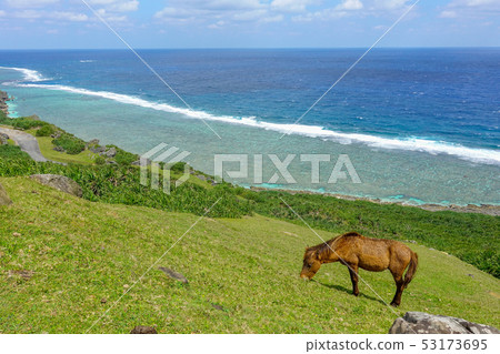 Yonaguni horse Yonaguni horse 53173695