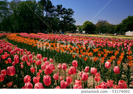 Tulip field 53174002