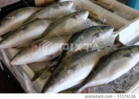 鮮魚市場風景 鮮魚市場風景 53174136