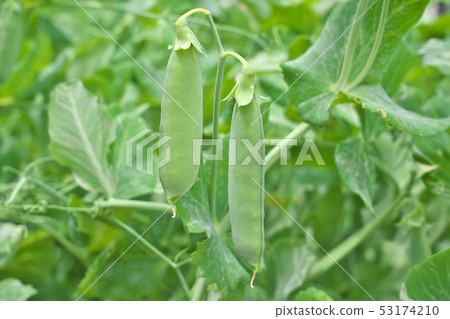 Pea (bean field) 53174210