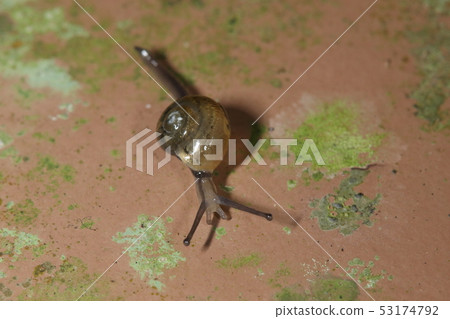 Creatures Land shellfish Okinawa wabekou, from Ishigakijima. Is the shell 5 mm long, a tail of a slender body? Raise up and ask quickly 53174792
