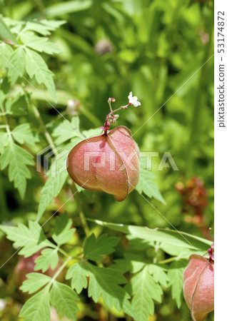 富森克魯茲 53174872