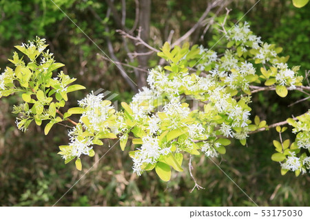 Hinatsubotago之花 53175030