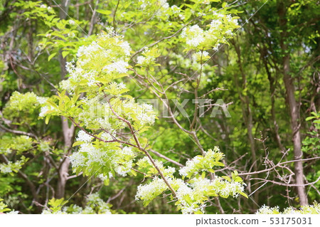 Hinatsubotago之花 53175031