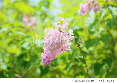 淡紫色的花 53175034