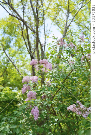 淡紫色的花 53175035