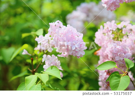 Lilac flowers 53175037